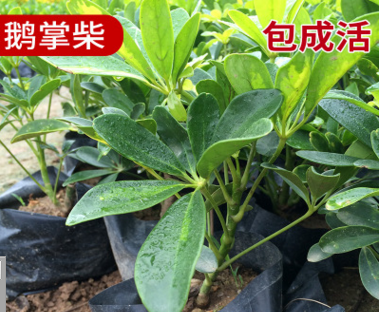 長(zhǎng)期供應(yīng) 馬口綠化苗木 生態(tài)鵝掌柴 漳州鴨腳木