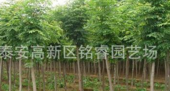 國槐山東國槐價格3-9公分國槐哪里賣泰安國槐批發(fā)綠化苗木