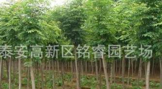 國槐苗哪里買國槐苗價格國槐苗批發(fā)國槐苗大型基地