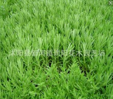 佛甲草基地批發直銷 屋頂綠化佛甲草圖片景觀植物 綠化類