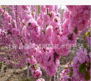 榆葉梅 大花榆葉梅小苗 叢生榆葉梅價格 榆葉梅苗圃 小桃紅種苗