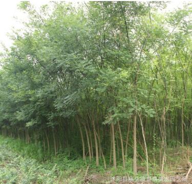 基地批發綠化苗木國槐樹苗國槐小苗 速生國槐苗規格齊全工程綠化
