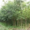 基地批發(fā)綠化苗木國槐樹苗國槐小苗 速生國槐苗規(guī)格齊全工程綠化