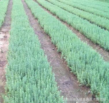基地批發速生紫葉李樹苗 規格齊全 綠化工程苗木 紅葉李 根系發達
