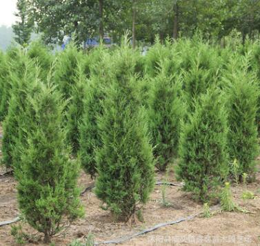 基地批發蜀檜小苗蜀檜優質綠化苗品種齊全蜀檜樹 量大優惠