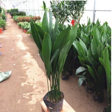 批發一葉蘭四季長青室內客廳觀葉植物綠植盆景 基地直銷