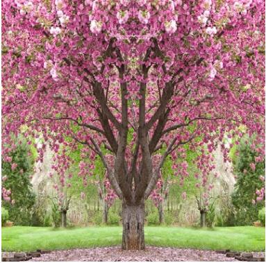 櫻花苗 櫻花樹苗 日本櫻花樹苗 嫁接早櫻晚櫻 櫻花小苗