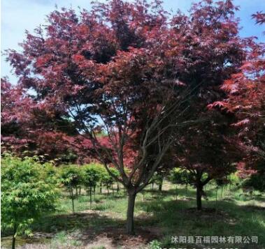 四季紅紅楓，供應園林綠化樹 中國紅楓 美國 紅楓 紅楓觀賞樹
