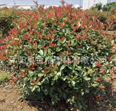 大量批發紅葉石楠球 花灌木 基地苗圃直銷 規格多現貨石楠球苗木