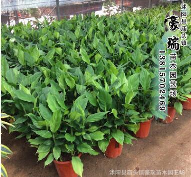 瑞豪大量批發(fā)萬年青 優(yōu)質萬年青 供應萬年青 觀葉四季常青