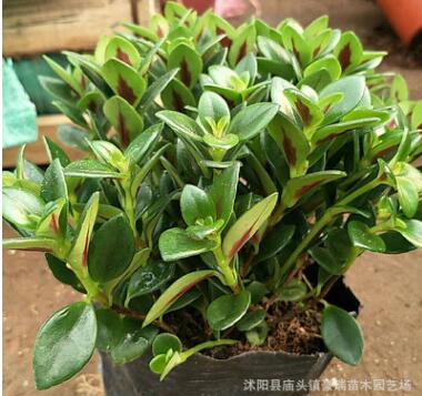 批發(fā)金魚吊蘭 室內桌面綠植盆栽花卉 量大從優(yōu)
