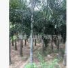 狐尾椰子 地徑25~40cm 桿高100~380cm 耐寒植物 基地直銷