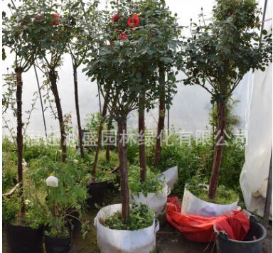 樹狀月季花苗月季花苗多種花色樹樁大花品種樹狀月季花樹苗