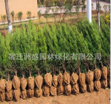 工程綠化苗直銷 龍柏樹苗 四季常青龍柏球 規格全 園林道路綠化