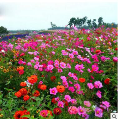 各類菊花種子2-2 草花組合種子野花組合各種菊花種子量大從優