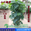 大葉綠蘿 綠蘿樁盆栽 室內大型盆景 觀葉植物 凈化空氣 綠蘿盆栽