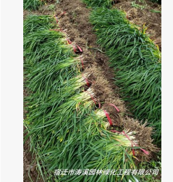 基地直銷金娃娃宣草 大花宣草庭院工程綠化苗木