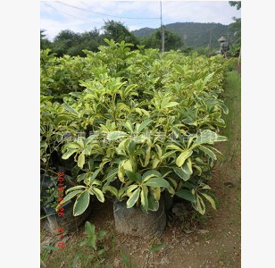 福建奧洲鴨腳木漳州奧洲鴨腳木基地奧洲鴨腳木價(jià)格