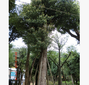 福建香樟批發(fā)福建香樟基地福建香樟價(jià)格