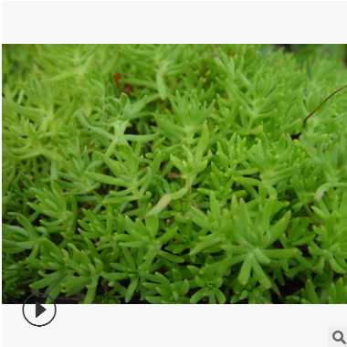 基地直銷 佛甲草 盆栽 屋頂綠化 多肉植物 品種齊全 量大優惠
