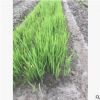 水生植物基地 黃菖蒲 再力花 凈化水質(zhì) 池塘綠化 花葉菖蒲