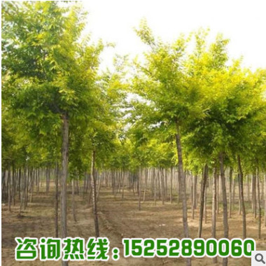 基地批發(fā)嫁接金葉榆樹(shù)苗 園林庭院綠化工程苗木金葉榆 耐寒耐旱