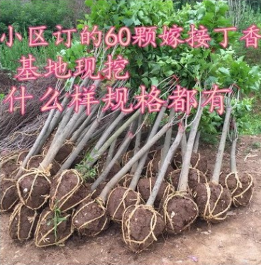 特價批發(fā)紫丁香小苗 工程綠化苗 成活率高