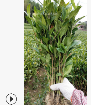 高產(chǎn)黃梔子苗中藥材黃枝子樹苗綠化庭院盆栽單瓣花香茶野生桅子苗