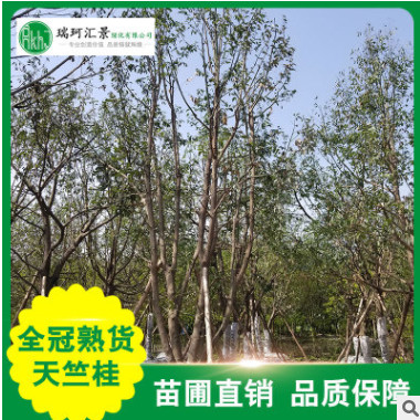 供應全冠天竺桂大量銷售天竺桂 大葉天竺桂