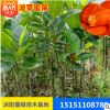 供應各種菠蘿蜜果樹苗 嫁接菠蘿蜜苗 苗木基地批發四季菠蘿蜜種苗