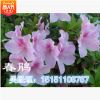 【杜鵑】 各種杜鵑 室內盆景 杜鵑花苗 帶花苞 直銷杜鵑 多品種