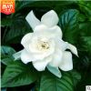 【梔子花】廠家直銷大葉梔子花盆栽園林批發植物帶花苞大朵梔子花