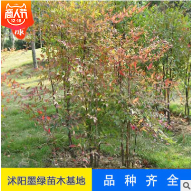 【南天竹】直銷植物小苗 可盆栽南天竺竹苗 規格齊全南天竹直銷