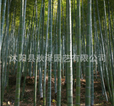 批發優質毛竹種子楠竹種子 江南竹唐竹種子 量大優惠質量保證