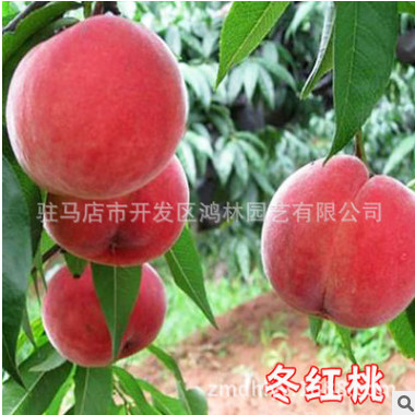果苗種植基地批發果樹苗 冬紅桃苗 各種桃樹苗 高產桃苗