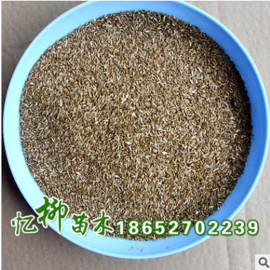供應結縷草種子 草坪 保證質量 草坪苗 結縷草護坡草坪 量大從優