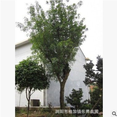 供應(yīng)30公分移栽欏木石楠，欏木石楠樹，欏木石楠樁景。