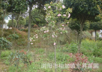 苗木基地直銷櫻花，日本晚櫻，早櫻，福建山櫻花。
