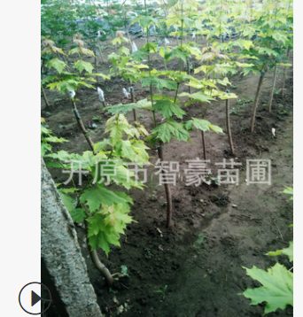 供應優質苗木彩葉樹嫁接普林斯頓黃金風質量保證量大優惠