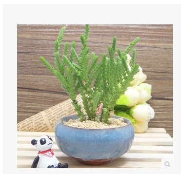 多肉植物 青鎖龍屬 若綠 單株 防輻射迷你盆栽 防輻射花卉批發