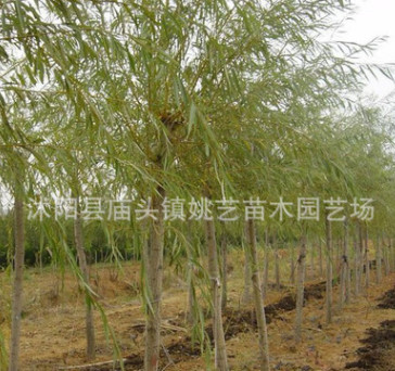 金絲垂柳樹(shù)苗批發(fā)公園行道市政園林綠化苗木柳樹(shù)苗庭蔭風(fēng)景樹(shù)