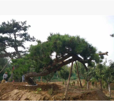 常年出售低價熱銷景松 造型美觀的景松 價格合理 規(guī)格齊全