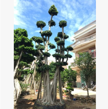 供應樁頭榕樹，造型樁頭小葉榕，榕樹盆景
