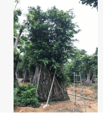 產地直銷小葉榕綠化樹，細葉榕樹