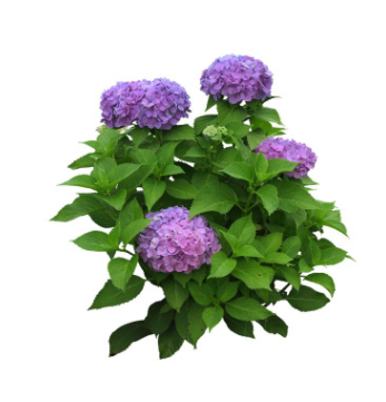 丁香花樹苗庭院綠化植物盆栽地栽紫丁香樹苗當年開花濃香花卉植物
