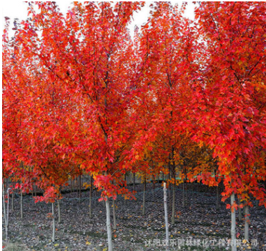 直銷美國 紅楓 行道樹 綠化苗木 秋火焰 紅楓批發 庭院植物