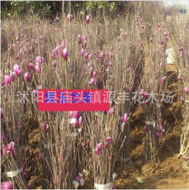 批發紫玉蘭 白玉蘭 黃玉蘭廣玉蘭