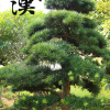 批發(fā)日本羅漢松 羅漢松價格 園林綠化苗木批發(fā)