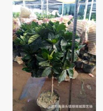 高檔實生獨(dú)干梔子花盆栽帶花苞發(fā)貨 大葉小葉獨(dú)桿牡丹梔子花高桿