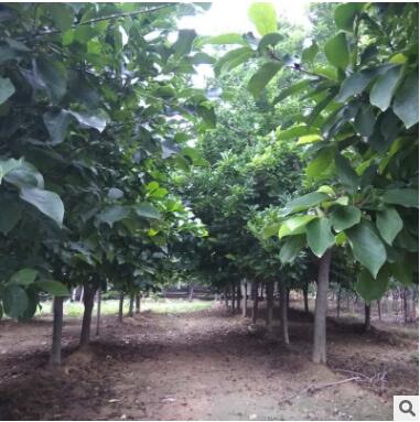大量供應各種規格玉蘭樹苗2-15公分紅色玉蘭樹黃色玉蘭樹白色玉蘭